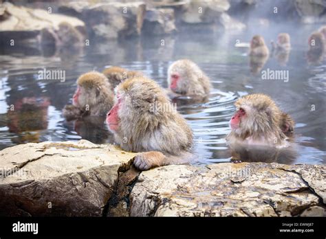 Japanese Snow Monkeys In Nagano Stock Photo Alamy