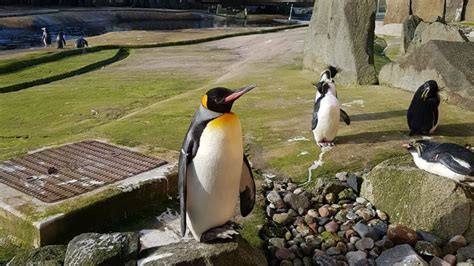 Edinburgh Zoo - Event Review