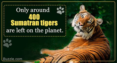 Dumbfounding Facts About Sumatran Tigers