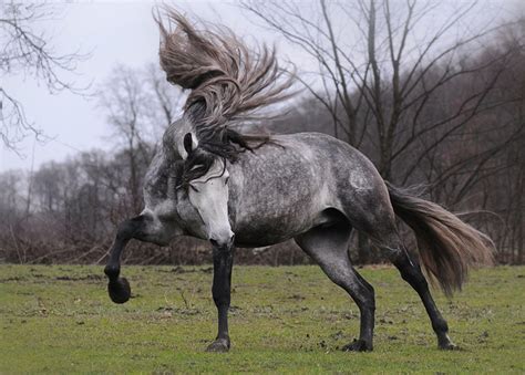 The 10 Most Beautiful Horse Breeds In The World — I Love