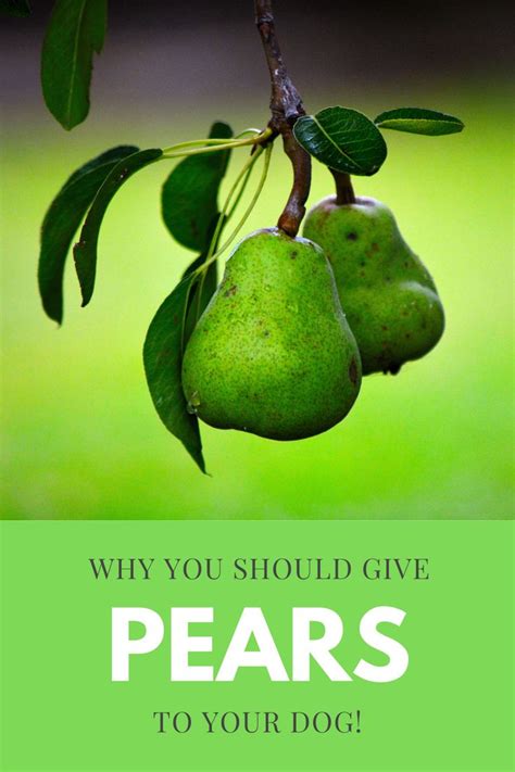 Are Pears Good For Dogs Mixpost