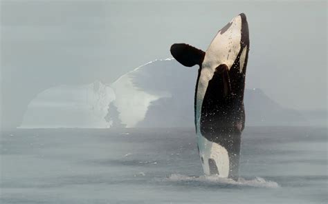 Killer Whales Wallpapers Fun Animals Wiki Videos Pictures Stories