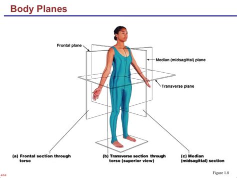 Anatomy and Physiology I Coursework: Body Planes