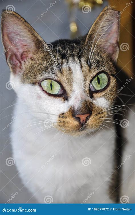 Portrait Of Feral Cat With Big Green Eyes And One Clipped Ear Stock
