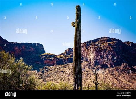 A Tall Saguaro Cactus With One Small Arm Located High Against A Blue