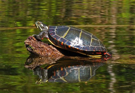 In eastern mud turtles (kinosternon subrubrum), the plastron is relatively large with 2 hinges. Eastern Painted Turtle
