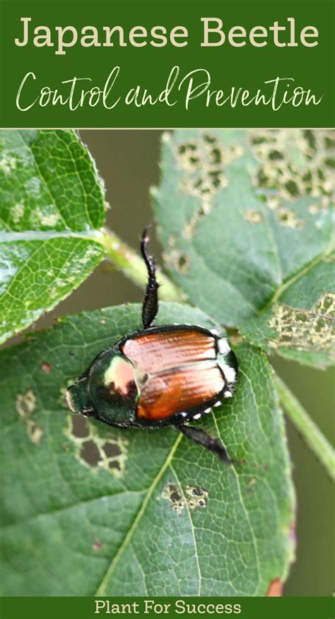 Japanese Beetle Control And Prevent In 2021 Japanese Beetles