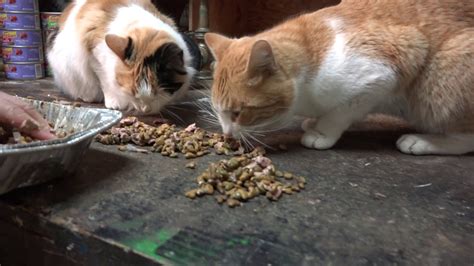 Feral Cats Eating Youtube