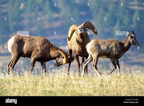Two Rams Male Bighorn Sheep Smelling And Following A Ewe Female