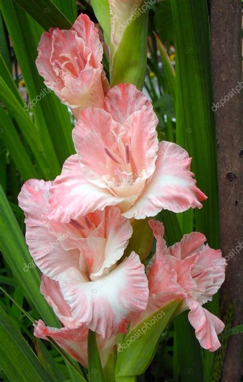 Pink Gladiolus Close Up — Stock Photo © Matildav 66633581