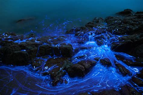 Umi Hotaru Alien Life Forms In Japans Seto Sea Cool Pictures Of