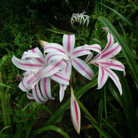 Crinum Lily Stars And Stripes Bulb Buy Quality Flowers Bulbs Online In