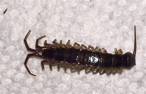 Stone Centipede Pest Control Canada