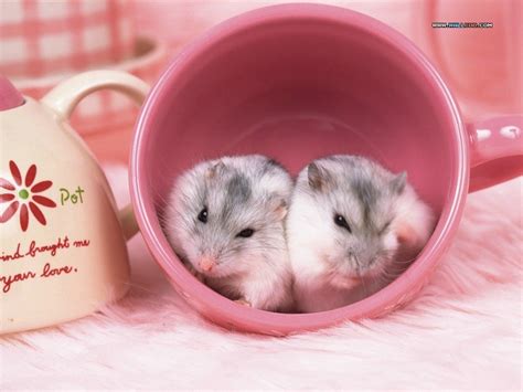 Cute Hamster Couple In The Pot Okay Wallpaper