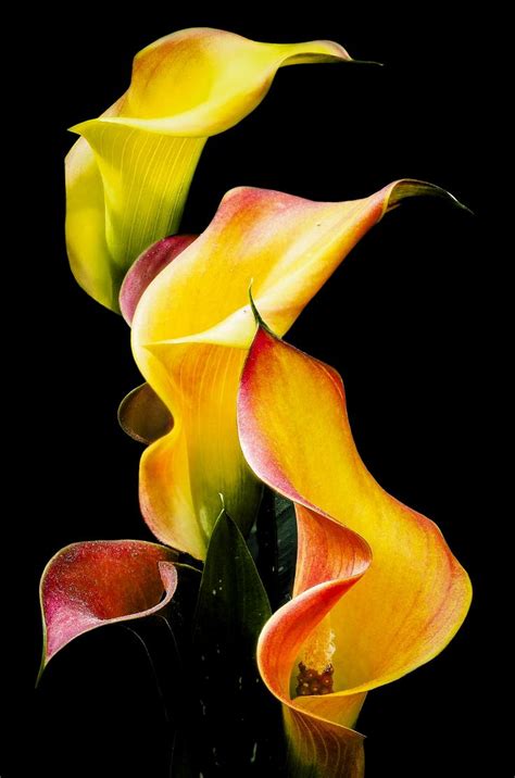 Calla Lily Calla Lily Flowers Flowers Photography Amazing Flowers