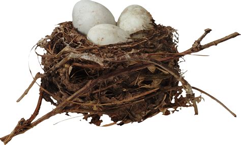 Nest Png