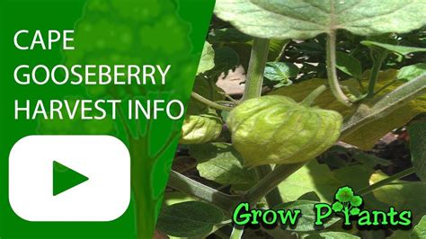 Gooseberries may carry white pine blister rust. Cape gooseberry fruits - Information and harvesting Plant ...