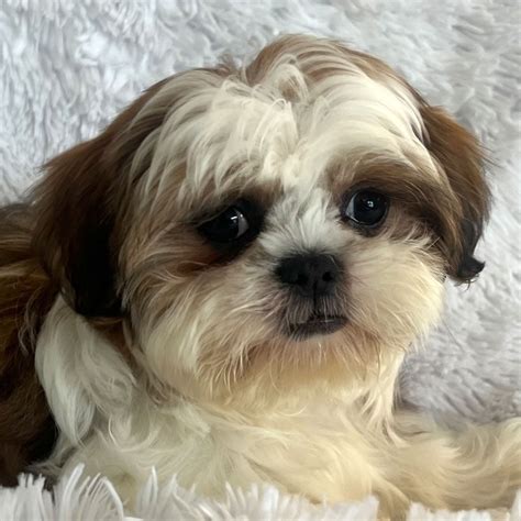 Shih Tzu Puppies For Sale In Southern Florida From Heavenly Puppies