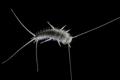 How Do I Get Rid Of Silverfish In My Home