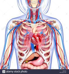 The ribs are elastic arches of bone, which form a large part of the thoracic skeleton. 27 Best Muscular system images | Muscular system, Anatomy ...