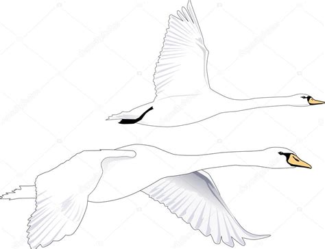 Swan Flying Sketch