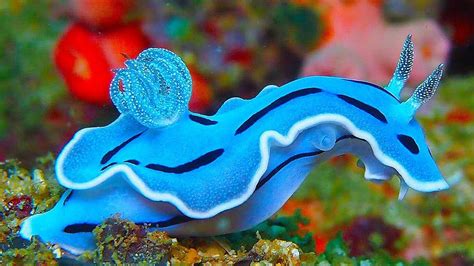 Sea Flatworm Cool Sea Creatures Beautiful Sea Creatures Ocean