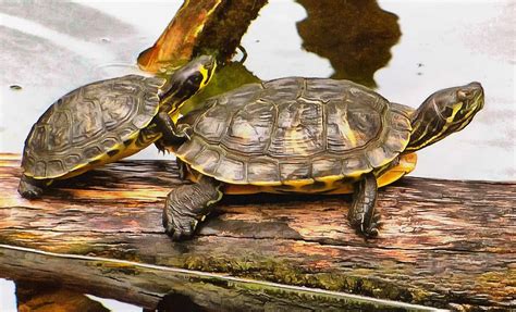 Tortoise And Turtle Free Stock Images 25