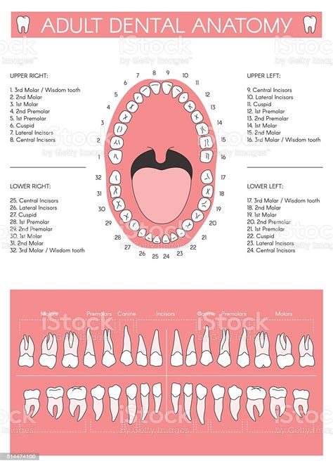 Adult Dental Chart Diagram Of Human Teeth Stock Illustration - Download