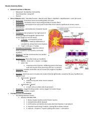 Atlas of human anatomy, 21st german edi. Muscular System Answers - ANSWERS TO CHAPTER 7 CONTENT LEARNING ACTIVITY