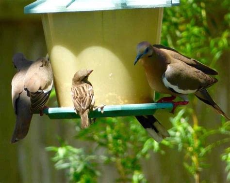 Are Sparrows An Aggressive Or Territorial Bird Species