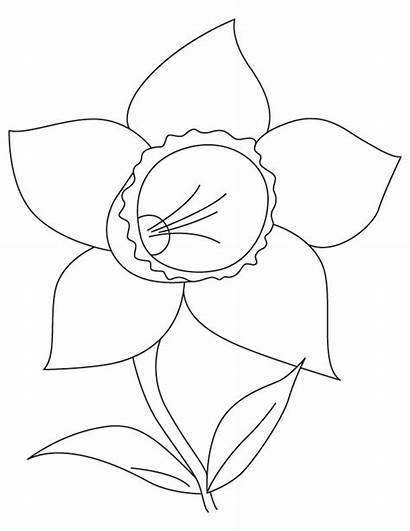 Daffodil Coloring Daffodils Bulb Flower Popular