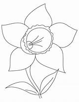 Daffodil Coloring Bulb sketch template