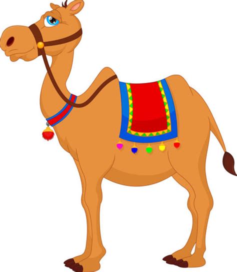 Next, we offer a selection of photos of camels camel in the desert. Best Camel Face Illustrations, Royalty-Free Vector ...