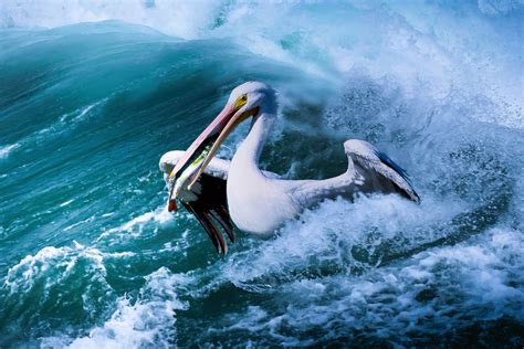 Animal Pelican Hd Wallpaper