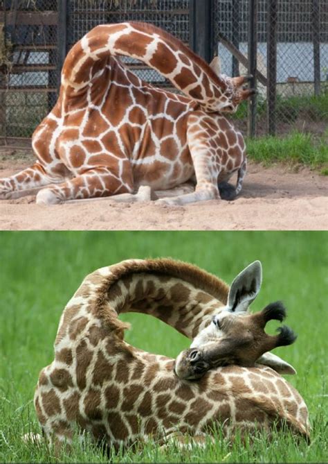 If You Ever Wondering How Giraffes Sleep This Makes My Neck Hurt 9gag