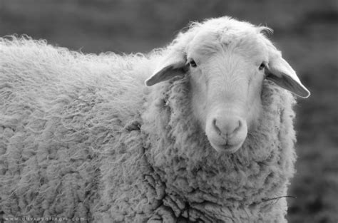 180 imágenes increíbles de animales para el Día Mundial del Animal