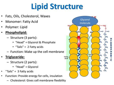 Lipid Structure Diagram