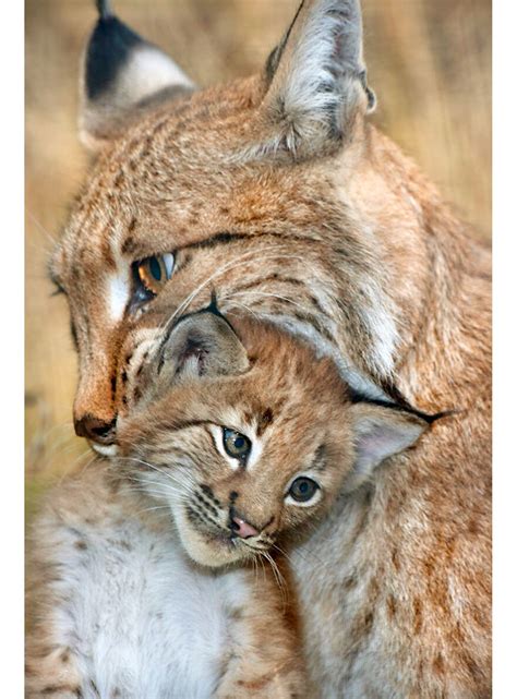 Eurasian Lynx Lynx Lynx Mother Lynx Carrying Her Adorable Kitten By