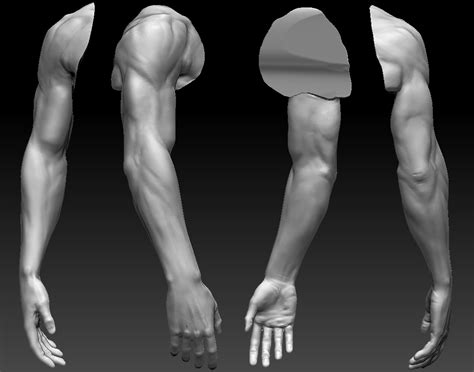Male Arm Muscle Reference Learn The Muscles Of The Arm With Free