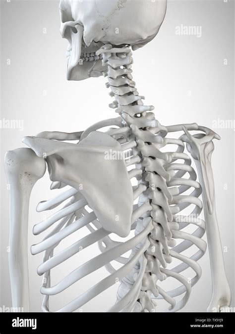 3d Rendered Medically Accurate Illustration Of The Skeletal Back Stock