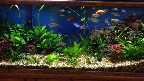 Rainbow Fish In Beautiful Planted Fresh Water Aquarium Youtube