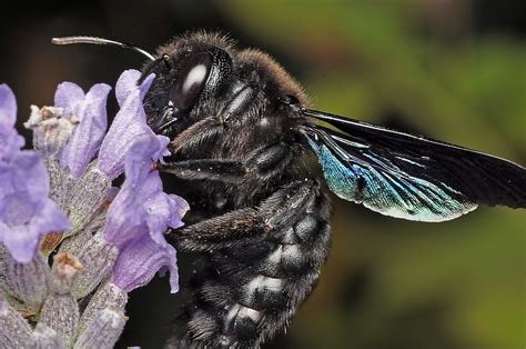 Joe lycett welcomes twelve talented sewers who face david attenborough looks at epic spectacles and amazing examples of wildlife behaviour. Big Black Bee | View LARGE On Black This bee is really ...