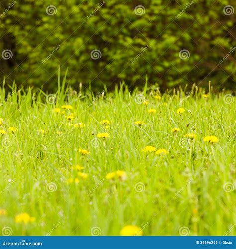 Spring Meadows Stock Image Image Of Garden Scene Flower 36696249