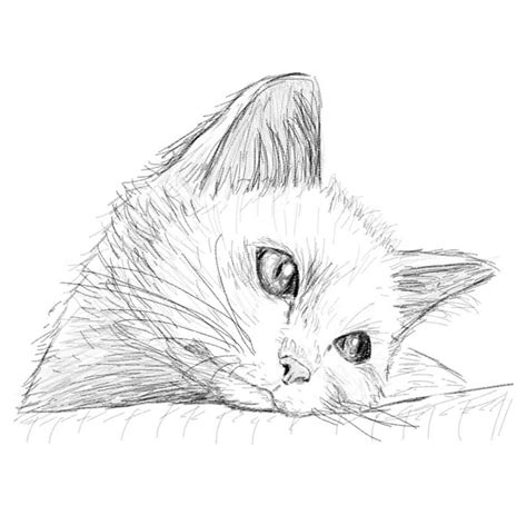 Sad Kitten In Pencil By Imagidraw On Deviantart