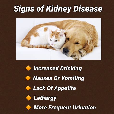 Kidney Disease Crf Treatments For Cats And Dogs Holistic Pet