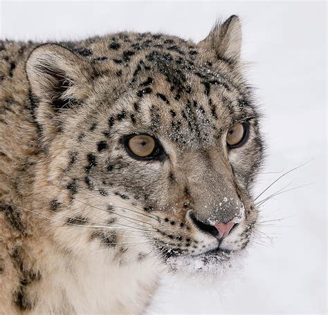 Snow Leopard Close Up Photograph By Athena Mckinzie Fine Art America