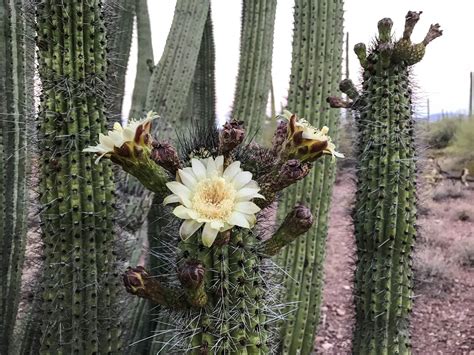 While all cacti are flowering plants and can flower, many find it easier to bloom than others. Cannundrums: Organ Pipe Cactus Flowers and Fruit