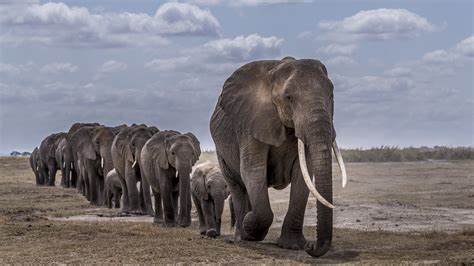 Animal African Bush Elephant 4k Ultra Hd Wallpaper