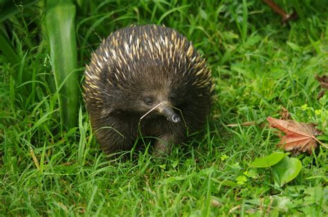 echidna | Australian Wildlife