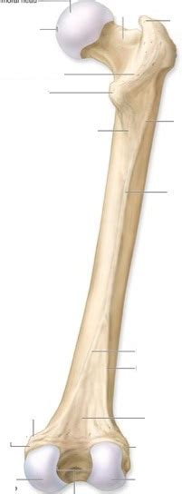 Chapter 8 Appendicular Skeleton - Biology 4 Human AnatomyProfessor